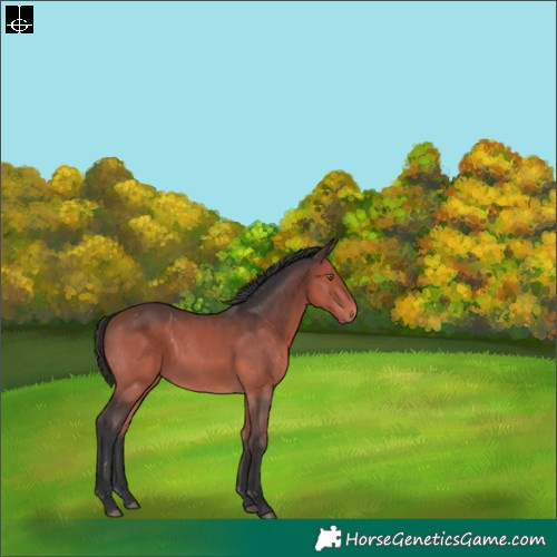 Horse Color:Bay 