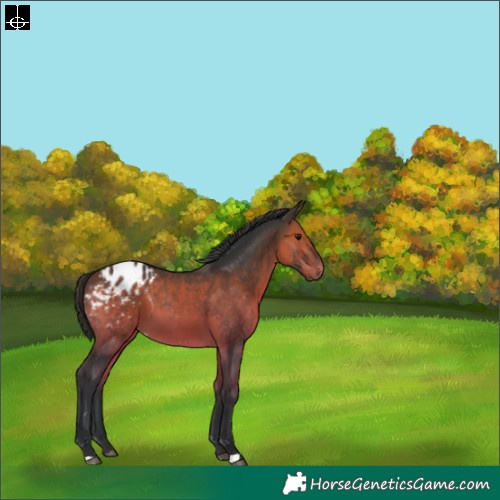 Horse Color:Brown Appaloosa 