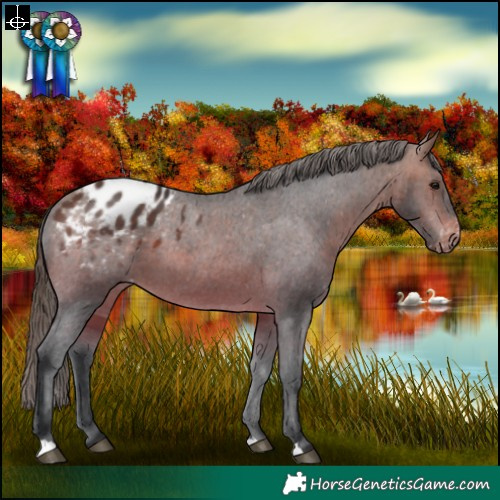 Horse Color:Brown Blanket 