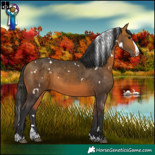 Horse Color:White Spotted Bay Splash 