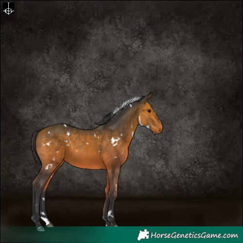 Horse Color:White Spotted Bay Splash 