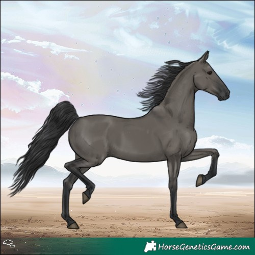 Horse Color:Grullo 