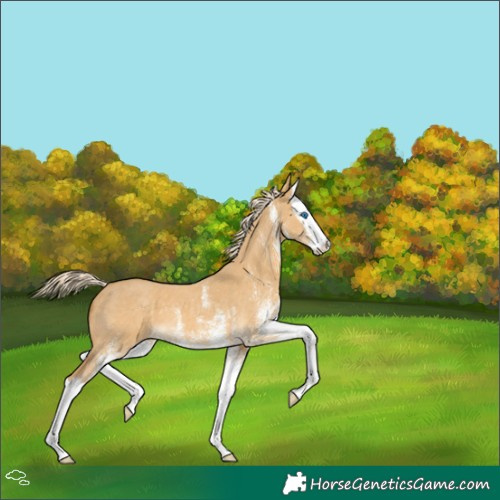 Horse Color:White Spotted Palomino Dun Splash 