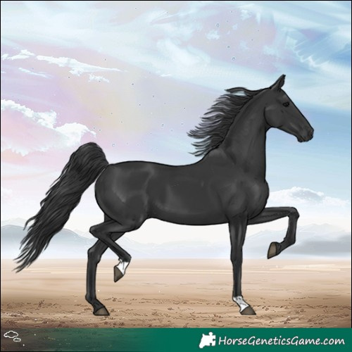 Horse Color:Black 