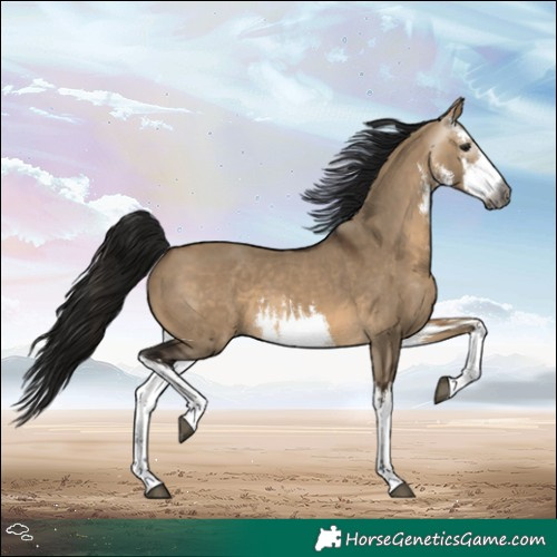 Horse Color:Gray White Spotted Brown Dun