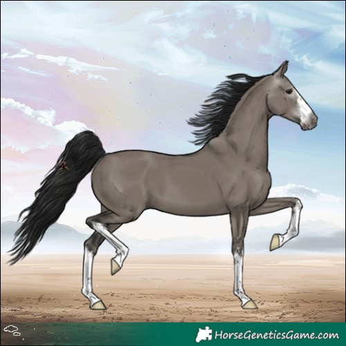 Horse Color:Gray White Spotted Grullo 