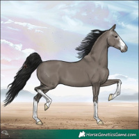 Horse Color:Gray White Spotted Grullo 
