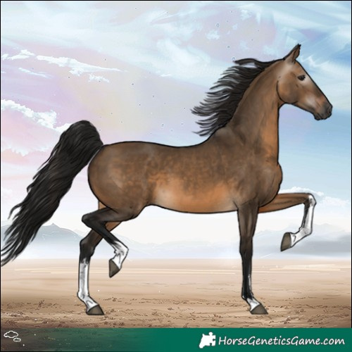 Horse Color:Gray White Spotted Brown Dun 