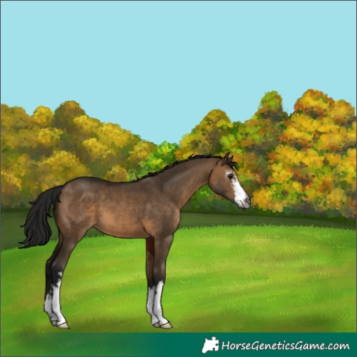 Horse Color:Gray White Spotted Brown Dun