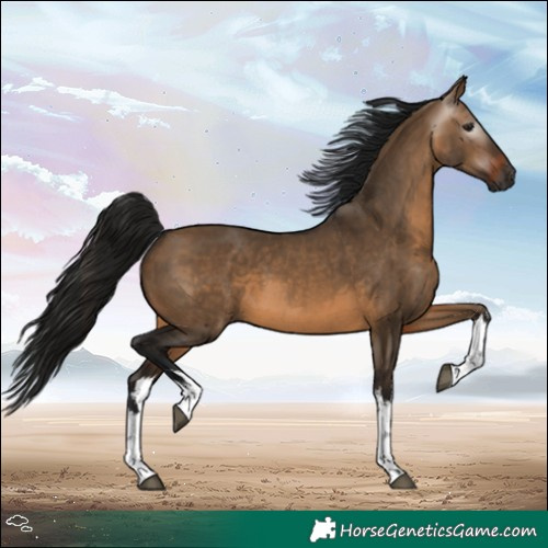 Horse Color:Gray White Spotted Brown Dun
