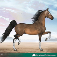 Horse Color:Gray White Spotted Brown Dun 
