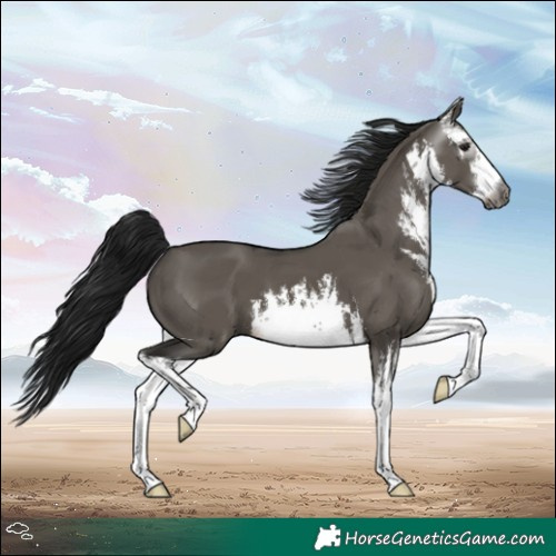 Horse Color:Gray White Spotted Grullo 