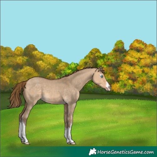 Horse Color:Gray White Spotted Perlino Dun 