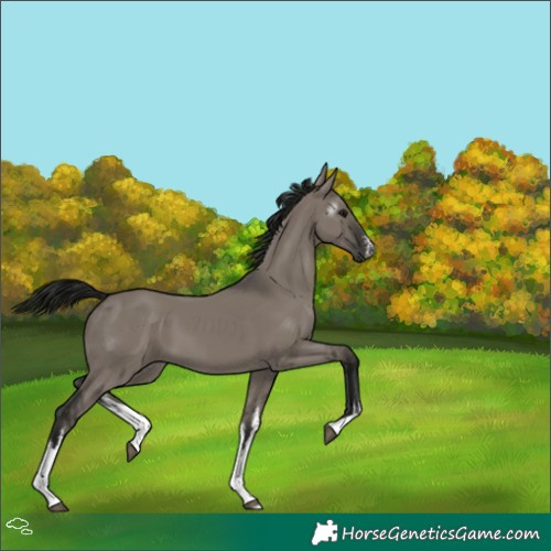 Horse Color:Gray White Spotted Grullo 