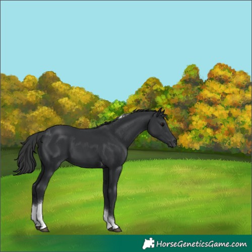 Horse Color:Black Tobiano