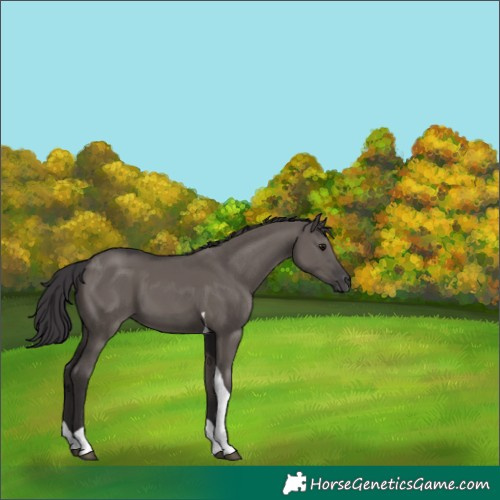 Horse Color:Smoky Grullo Tobiano 