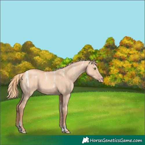 Horse Color:Powder White Gold Champagne Dun 