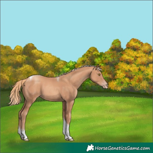 Horse Color:Gold Champagne Tobiano 