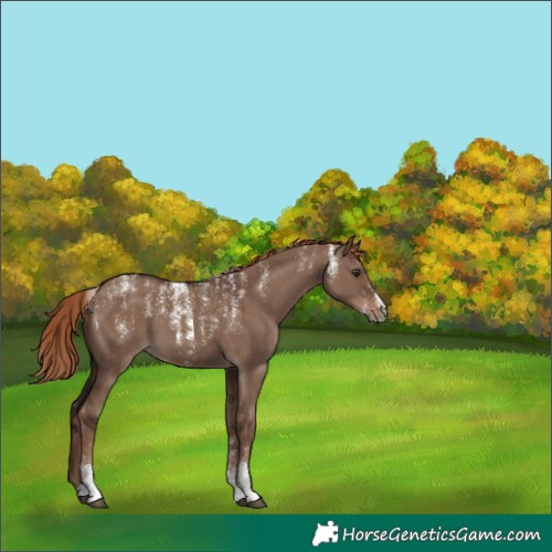 Horse Color:Powder White Liver Red Dun 