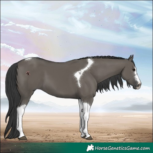 Horse Color:Grullo Tobiano 