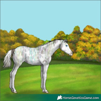Horse Color:Plaid  White Spotted Black Ice Splash 