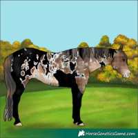 Horse Color:Plaid  White Spotted Brown Tobiano Appaloosa 