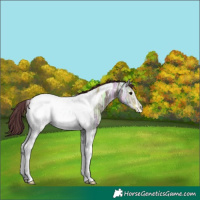 Horse Color:Chocolate Brown Ice Tobiano Near Fewspot 
