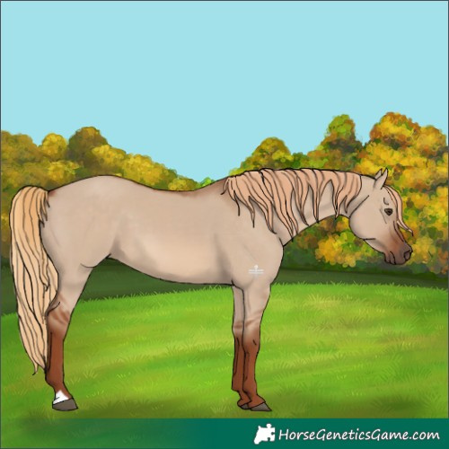 Horse Color:Red Dun 