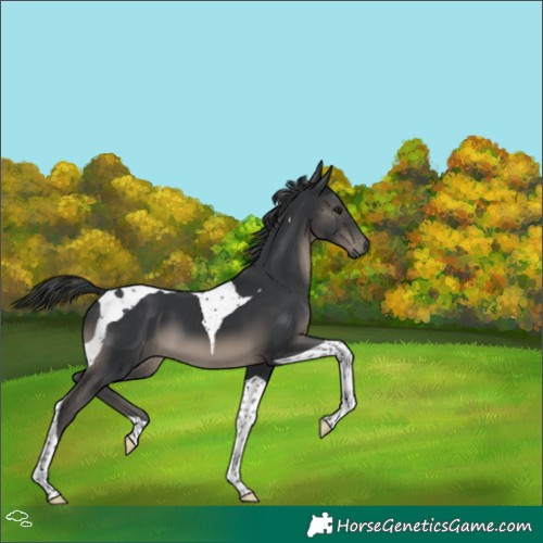 Horse Color:Black Tobiano 