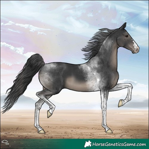 Horse Color:Black Tobiano