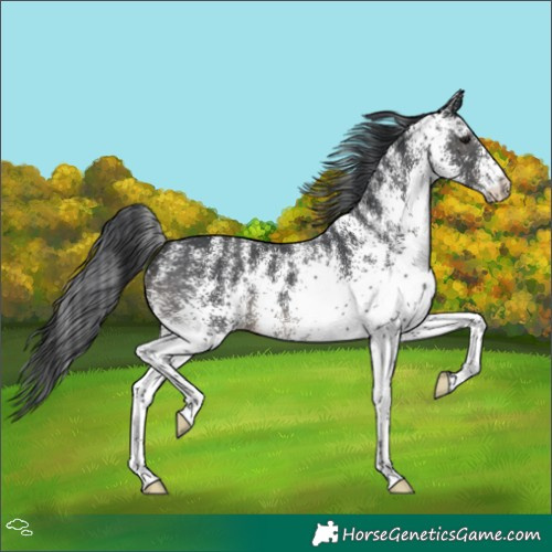 Horse Color:White Spotted Black 