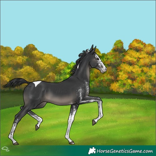Horse Color:White Spotted Black Tobiano