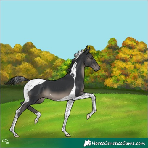 Horse Color:Black Tobiano 