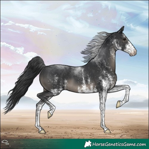 Horse Color:White Spotted Black Tobiano 