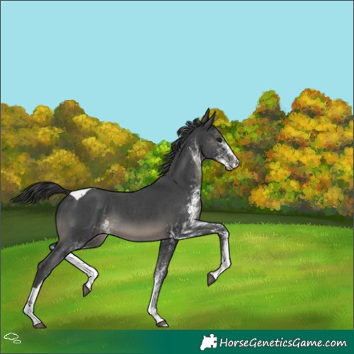 Horse Color:White Spotted Black Tobiano