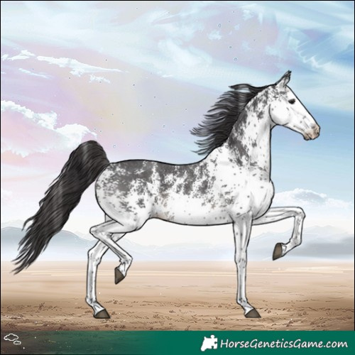 Horse Color:White Spotted Smoky Black