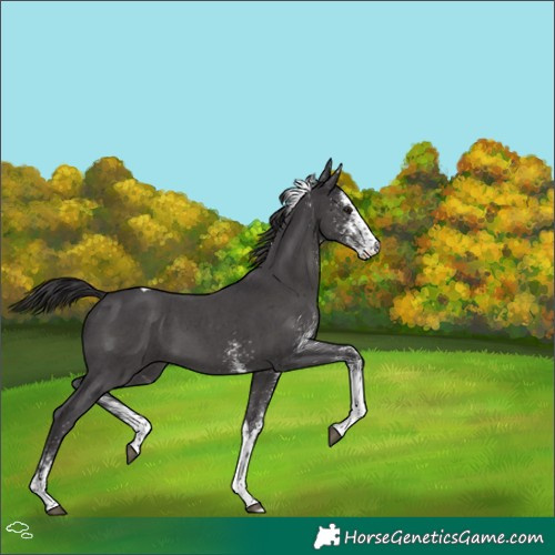 Horse Color:White Spotted Smoky Black Tobiano 