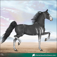Horse Color:White Spotted Black Tobiano
