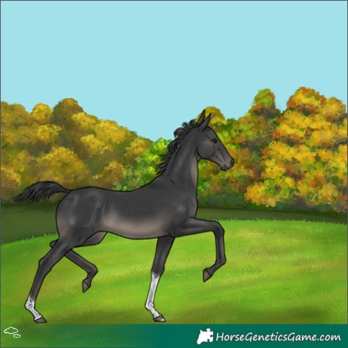 Horse Color:Black Tobiano 