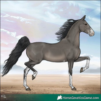 Horse Color:White Spotted Grullo Tobiano