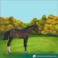 Horse Color:Brown Tobiano 