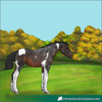 Horse Color:Brown Tobiano