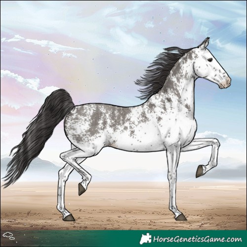 Horse Color:White Spotted Smoky Grullo 