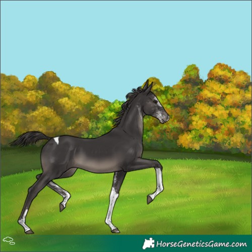 Horse Color:White Spotted Smoky Black Tobiano 