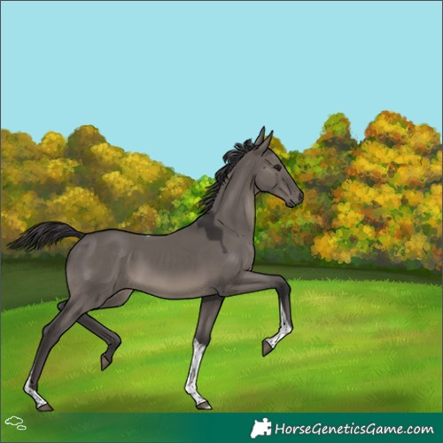 Horse Color:Smoky Grullo Tobiano 