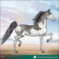 Horse Color:Smoky Grullo Splash Tobiano 