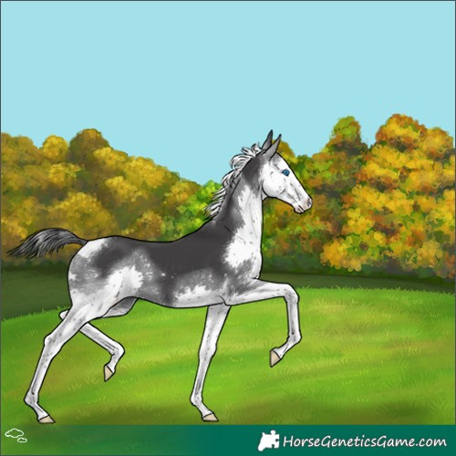 Horse Color:Black Splash Tobiano