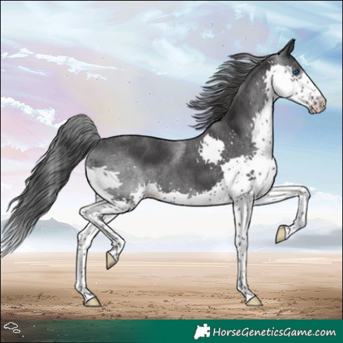 Horse Color:Black Splash Tobiano 