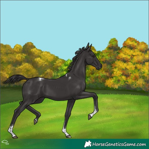 Horse Color:Smoky Black Tobiano 