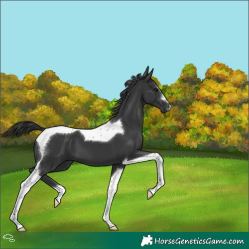 Horse Color:Black Tobiano